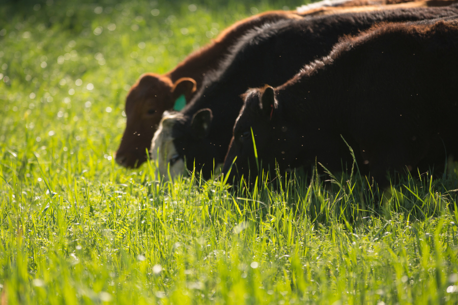 The Environmental Benefits of Grass-Fed Farming: Why Your Choice Matters