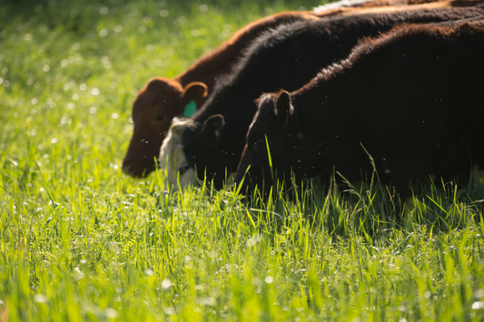 The Environmental Benefits of Grass-Fed Farming: Why Your Choice Matters