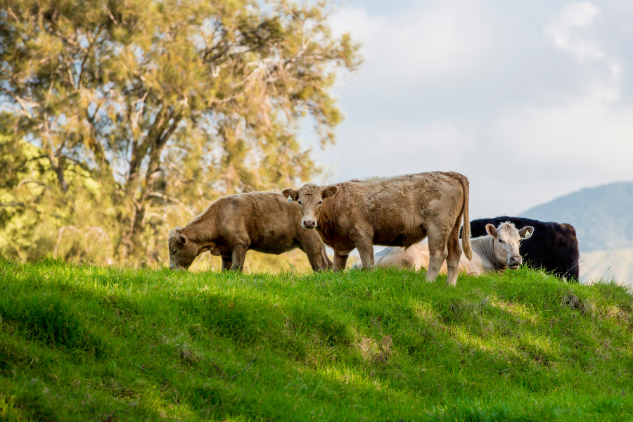 Why Choosing Pennsylvania Grass-Fed Beef Matters for Your Health and Community